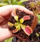 Рослина Dionaea muscipula Венерина мухоловка Діонея невелика в горщику - изображение 5