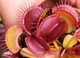 Насіння Dionaea muscipula Мухоловка 10шт + 0,5л грунт - изображение 3