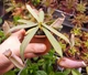 Рослина Nepenthes Albomarginata Непентес Альбомаргіната в горщику - изображение 6