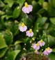 Рослина Пухирник Пузирчатка Пухирчатка Utricularia Bisquamata в горщику - изображение 8