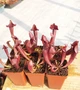Рослина Сарраценія Марун Sarracenia Maroon Комахоїдна рослина в горщику дітка - изображение 5