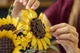 Конструктор LEGO Botanicals Букет подсолнухов 686 деталей (11502) - изображение 10