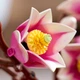 Конструктор LEGO Botanicals Ветки магнолии 435 деталей (11510) - изображение 5