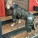Одяг для собак дощовик "Hunter D Oliva" без подкладки для собак великих і середніх порід від спаніелю та корги до алабаю та вівчарки. SKU 004415. Розмір M. Your Stylish Hunter. Водостійкий одяг для собаки. - зображення 1