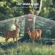 Фотоловушка Solareye Wildlife WiFi Bluetooth - 2.7K 48MP - изображение 9
