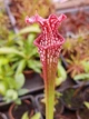 Рослина Сарраценія Sarracenia хижа рослина в горщику - зображення 2