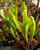 Рослина Сарраценія Вогел Sarracenia Vogel в горщику хижа рослина - зображення 4