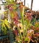 Рослина Сарраценія Sarracenia хижа рослина в горщику - зображення 5