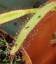 Насіння росянка Капська Широколиста Capensis Broad 20шт - изображение 3