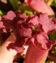 Рослина Сарраценія Sarracenia Purple Haz Хижа рослина в горщику - изображение 2