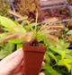 Насіння росянка Капська Широколиста Capensis Broad 20шт - изображение 4