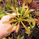 Насіння росянка Капська Широколиста Capensis Broad 20шт - изображение 5