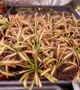 Насіння росянка Капська Широколиста Capensis Broad 20шт - изображение 7