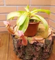 Рослина Непентес Вентрата Nepenthes Ventrata в горщику - изображение 5