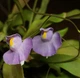 Пухирник Пузирчатка Лонгіфолія Пухирчатка Longifolia менша Хижа рослина - изображение 1