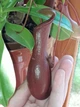 Рослина Непентес Вентрата Nepenthes Ventrata в горщику - изображение 7