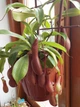 Рослина Непентес Вентрата Nepenthes Ventrata в горщику - изображение 8