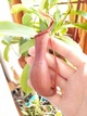 Рослина Непентес Вентрата Nepenthes Ventrata в горщику - изображение 9