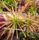 Насіння росянка Капська Drosera Capensis Giant 20шт - изображение 6