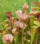 Рослина Сарраценія Тіго Sarracenia Tygo Рослина в горщику Середня - изображение 2