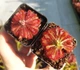 Насіння росянки Drosera Auyan Tepui 20шт - изображение 6