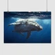 Постер Горбатий кит, whale, Megaptera novaeangliae, A1 60×90 см (id0284) - зображення 1