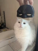 Маска Навушник Bat Cat Mask Batman Чорний 10 См 3Д Друк - зображення 1