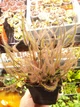 Рослина росянка Біната Drosera Binata рослина в горщику - зображення 8