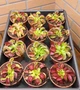 Dionaea muscipula Венерина мухоловка дорослий розмір - изображение 6