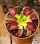Dionaea muscipula Венерина мухоловка дорослий розмір - изображение 7