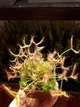 Рослина росянка Біната Drosera Binata рослина в горщику - зображення 9