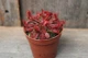 Росянка лопатчаста Drosera spatulata - зображення 2