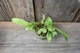 Пузырчатка длинолистная Utricularia Longifolia - изображение 2