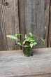 Пузырчатка длинолистная Utricularia Longifolia - изображение 3