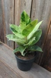 Фикус эластика шривериана или муншайн (Ficus еlastica schrijveriana, Ficus elastica Moonshine) - изображение 2