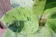 Фикус эластика шривериана или муншайн (Ficus еlastica schrijveriana, Ficus elastica Moonshine) - изображение 4