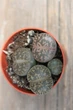 Литопс микс Lithops mix Живые камни - изображение 3
