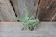 Каланхое Хоутона Kalanchoe Houghtoniii - зображення 2