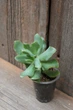 Крассула Синяя птица Crassula arborescens ssp. undulatifolia cv. Blue Bird - изображение 2