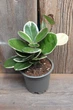 Хойя Аустралис Блонди Hoya Australis Blondie - изображение 1