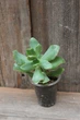 Крассула Синяя птица Crassula arborescens ssp. undulatifolia cv. Blue Bird - изображение 4