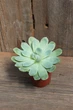 Ехеверія елегантна Echeveria elegans - зображення 1