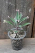 Каланхоэ дегремона Пинк Батерфляй Kalanchoe daigremontiana Pink Butterfly - изображение 1
