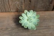 Ехеверія елегантна Echeveria elegans - зображення 2