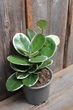 Хойя Аустралис Блонди Hoya Australis Blondie - изображение 4