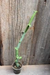 Циссус четырехугольный Cissus Quadrangularis - изображение 3