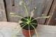 Росянка капская Drosera сapensis - изображение 2