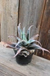 Алоэ гибридное Aloe hybrid красный - изображение 1