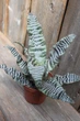 Криптантус поперечно-смугастий Cryptanthus zonatus - зображення 2