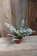 Криптантус поперечно-смугастий Cryptanthus zonatus - зображення 3
